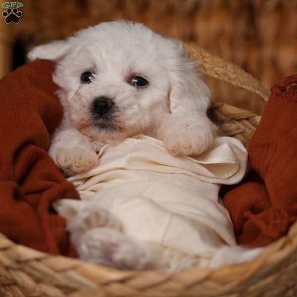 Jubilee, Bichon Frise Puppy